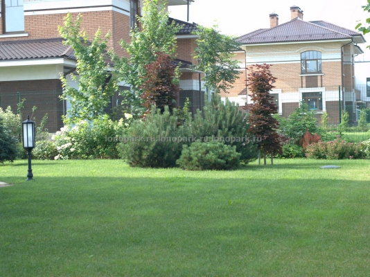 ЛК «Лонопарк» - Газоны ЛК «Лонопарк» - Газоны