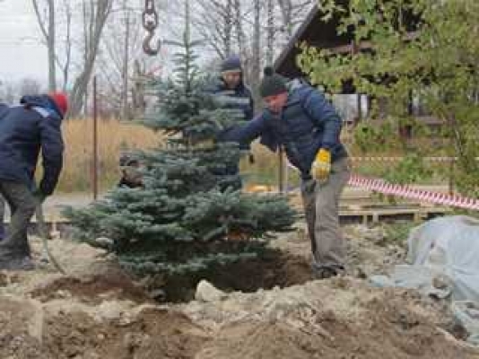 ЛК «Лонопарк» - Посадка крупномеров ЛК «Лонопарк» - Посадка крупномеров